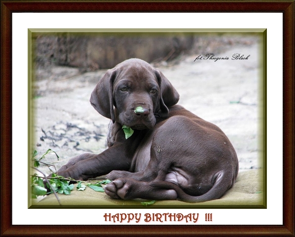 wye niemiecki, spinone italiano