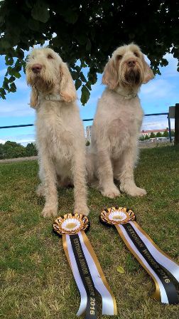 wye niemiecki, spinone italiano