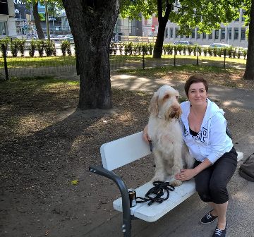 wye niemiecki, spinone italiano