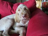 wye niemiecki, spinone italiano