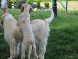 wye niemiecki, spinone italiano
