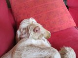 wye niemiecki, spinone italiano
