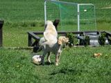 wye niemiecki, spinone italiano