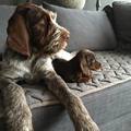 wye niemiecki, spinone italiano