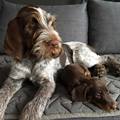 wye niemiecki, spinone italiano