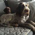 wye niemiecki, spinone italiano