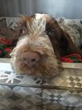 wye niemiecki, spinone italiano