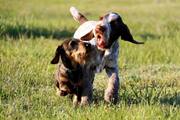wye niemiecki, spinone italiano