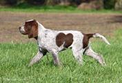 wye niemiecki, spinone italiano