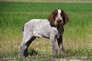 wye niemiecki, spinone italiano