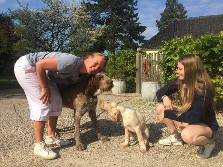 wye niemiecki, spinone italiano
