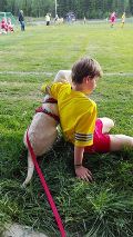 wye niemiecki, spinone italiano