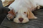 wye niemiecki, spinone italiano