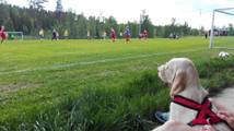 wye niemiecki, spinone italiano