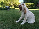wye niemiecki, spinone italiano
