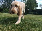 wye niemiecki, spinone italiano
