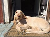 wye niemiecki, spinone italiano