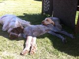wye niemiecki, spinone italiano