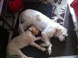 wye niemiecki, spinone italiano
