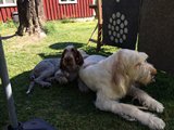 wye niemiecki, spinone italiano
