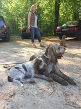 wye niemiecki, spinone italiano