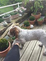 wye niemiecki, spinone italiano