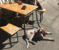 wye niemiecki, spinone italiano