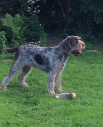 wye niemiecki, spinone italiano