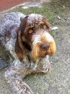 wye niemiecki, spinone italiano