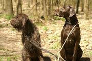 wye niemiecki, spinone italiano