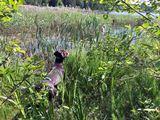wye niemiecki, spinone italiano
