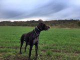wye niemiecki, spinone italiano