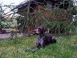 wye niemiecki, spinone italiano