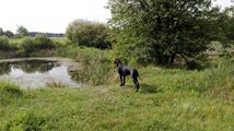 wye niemiecki, spinone italiano