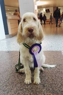 wye niemiecki, spinone italiano