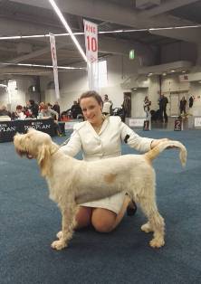 wye niemiecki, spinone italiano