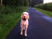 wye niemiecki, spinone italiano