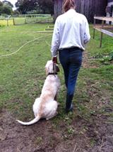 wye niemiecki, spinone italiano