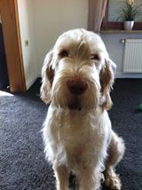 wye niemiecki, spinone italiano