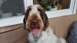 wye niemiecki, spinone italiano