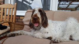 wye niemiecki, spinone italiano