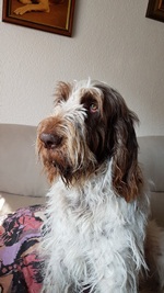 wye niemiecki, spinone italiano