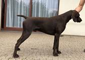 wye niemiecki, spinone italiano