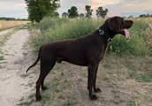 wye niemiecki, spinone italiano