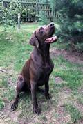 wye niemiecki, spinone italiano