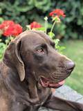 wye niemiecki, spinone italiano