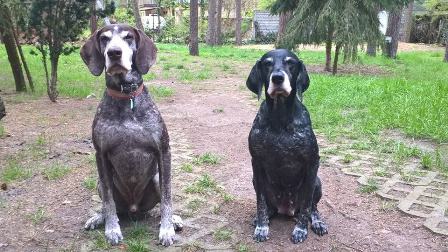 wye niemiecki, spinone italiano