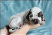 wye niemiecki, spinone italiano