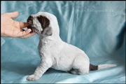 wye niemiecki, spinone italiano