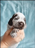wye niemiecki, spinone italiano